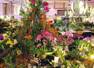 NAVŠTIVTE VELIKONOČNÍ VELETRH »DRESDNER OSTERN« S VÝSTAVOU ORCHIDEJÍ 22.–25. 3.