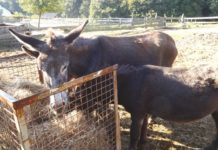 PRÁZDNINY NA FARMĚ S VÝBORNOU KUCHYNÍ – RODINA UNGER TO UMÍ