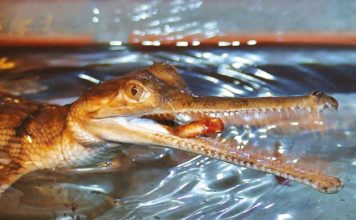 EXOTICKÁ KROKODÝLÍ ZOO