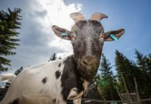 Království lesa se rozšiřuje o mini zoo