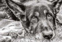 Děsná psina na Vánoce