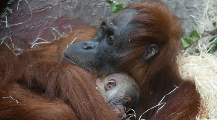 Ve sváteční den se narodil historicky třetí orangutan v Zoo Praha.