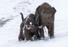 Sloní princezny ze Zoo Praha
