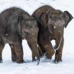 Samičky slona indického – zleva Lakuna a Amalee