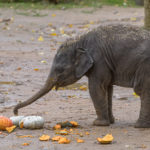 Dýňové hody – Slon indický Lakuna