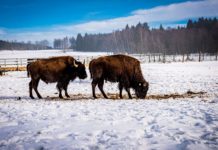 Česká Kanada stojí za zimní návštěvu i když nenasněží