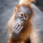 Kawi, sameček orangutana sumaterského