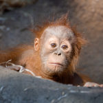 Kawi, sameček orangutana sumaterského