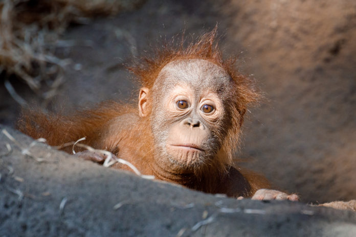 Kawi, sameček orangutana sumaterského