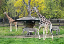 Africká savana v Zoo Praha je znovu obydlená