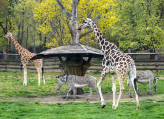 Africká savana v Zoo Praha je znovu obydlená
