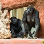 Gorily nížinné – zepředu Shinda a Kamba