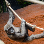 Gorila nížinná – Ajabu
